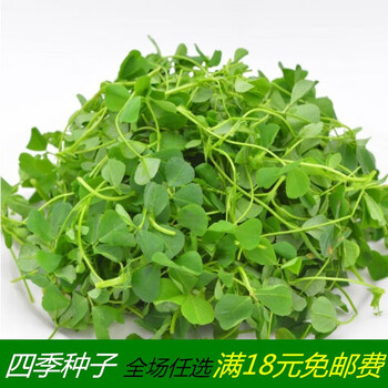 野荠菜种籽春冬季耐寒野菜野生荠菜种子阳台专用四季播农家金花菜1万粒 图片价格品牌报价 京东 野荠菜种籽春冬季耐寒野菜野生荠菜种子阳台专用四季播农家金花菜1万粒 图片价格品牌报价 京东