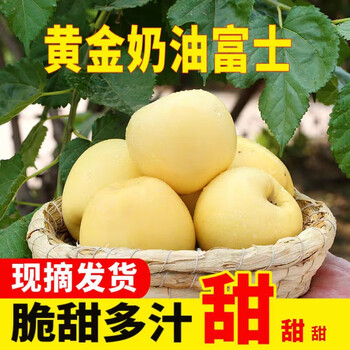 陇原红山东烟台黄金奶油富士 脆甜  2023当季鲜果 4.5-5斤装中果（75-79mm）