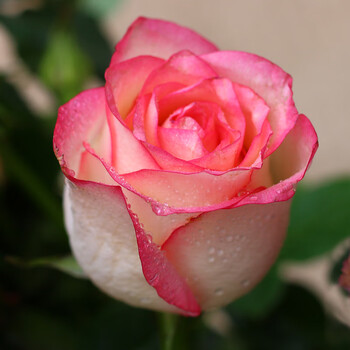 玫瑰3颗大苗玫瑰花苗大花包成活盆栽蔷薇绿植物月季花苗 紫嫣【1号】