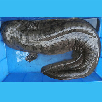 【鲜活娃娃鱼 包活到家】娃娃鱼活鱼观赏鱼食用鲜活宠物鱼 一斤一条