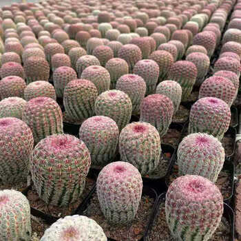 红太阳仙人球实生稀有名贵多肉植物 2盆实生红太阳高5cm以上 含盆