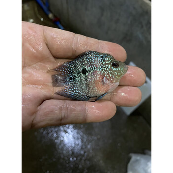 zxc麒麟鹦鹉鱼元宝罗汉鱼风水鱼鱼热带观赏鱼龙鱼配鱼活体68cm麒麟