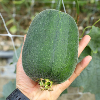 寿禾 苹果丝瓜种子水瓜迷你小丝瓜蔬菜种籽 苹果丝瓜种子 5粒简装