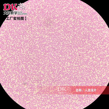 组织学与胚胎学 结缔组织 大学教学使用 显微镜下玻片标本 人血涂 