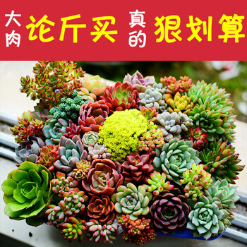 狠划算大多肉群生老桩花卉植物盆栽多肉植物p 多肉随机2个不含盆 图片价格品牌报价 京东