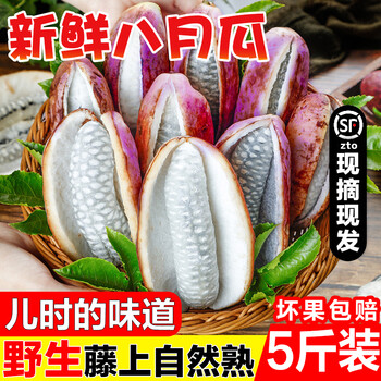 野生八月瓜新鲜当季水果不常见的稀罕贵州8月瓜八月炸5斤装 5斤 小果