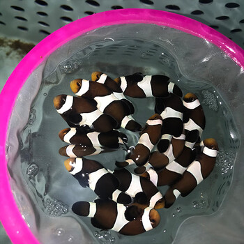 人工公子小丑鱼海水鱼活体黑背心毕加索闪电金透红熊猫雪印白金 澳黑