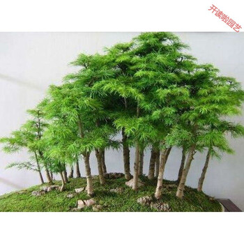 水杉栽生肖猴水杉小盆景植物室内客厅大盆栽大型逢来松67分支高度30