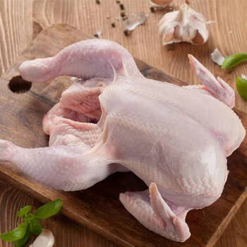 现杀净膛大公鸡6斤左右