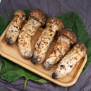 松茸新鲜云南菌松树蘑菇松茸鲜(出口级7-9cm) 7-9cm【出口级】 500g