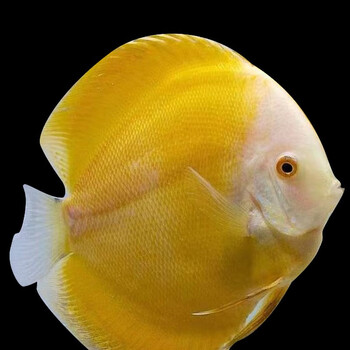 精品七彩神仙鱼热带鱼观赏鱼中小型淡水鱼七彩鱼7-8厘米招财好养 黄