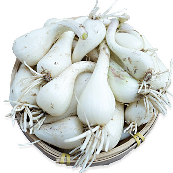 江西新鲜荞头25kg去叶去根蕌头茭头叫头腌制泡菜新鲜蔬菜