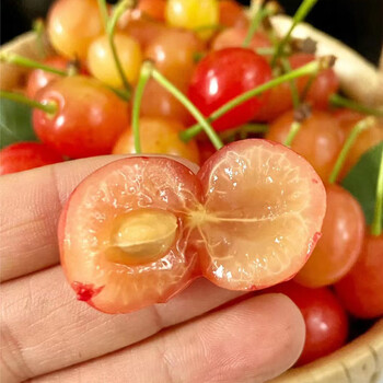 玫栀山东青岛大樱桃现摘黄蜜当季新鲜水果黄樱桃黄水晶崂山小樱桃顺丰
