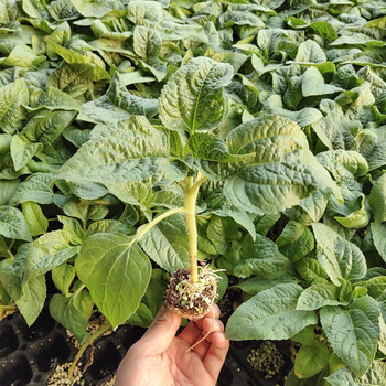 寿禾食用向日葵种子高产花种子种苗大粒小粒寿光蔬菜种籽家庭种植菜籽种孑大粒食用向日葵苗12棵 图片价格品牌报价 京东 寿禾食用向日葵种子高产花种子种苗大粒小粒寿光蔬菜种籽家庭种植菜籽种孑大粒食用向日葵苗12棵 图片价格品牌报价 京东