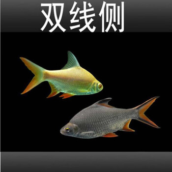 Double Yellow飞凤鱼美鱼侧线鲫金凤银凤泰国红鳍清道夫金龙红龙搭配鱼活体12 14cm金 银线侧各一条 图片价格品牌报价 京东