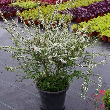 雪柳耐寒雪柳植物喷雪花苗盆栽花卉绿植珍珠梅绣线菊庭院大苗雪柳树苗需要大苗造型苗联系客服可图片选苗不带盆 带原土 图片价格品牌报价 京东