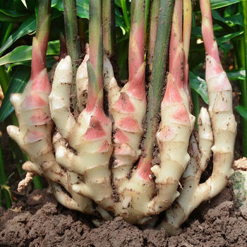 山东红芽姜新鲜鲜姜鲜红姜现挖鲜姜应季蔬菜 500g【图片 价格 品牌