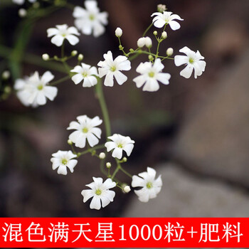 花姬花种子花籽四季种开花易活室内花卉盆栽格桑花太阳花薄荷植物室外白色满天5百粒 肥料 图片价格品牌报价 京东 花姬花种子花籽四季种开花易活室内花卉盆栽格桑花太阳花薄荷植物室外白色满天5百粒 肥料 图片价格品牌报价 京东