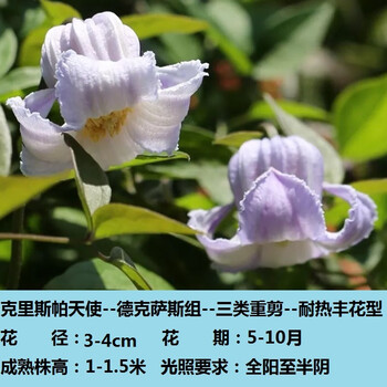 铃铛铁线莲 德克萨斯组 胭脂扣 天使首饰 万花筒 玉 樱桃唇红胖子