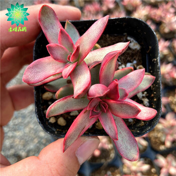 糖果锦多肉植物控养新手肉肉室内花卉组合盆栽超萌肉肉双头56公分裸根