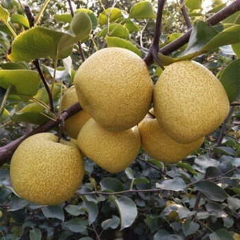 果树苗红富士苹果梨树橘子无花果枣树柿子树枇杷山楂板栗柚子树莓蓝莓石榴水蜜桃树葡萄苗梨树苗15年苗推荐庭院种植结果多 图片价格品牌报价 京东