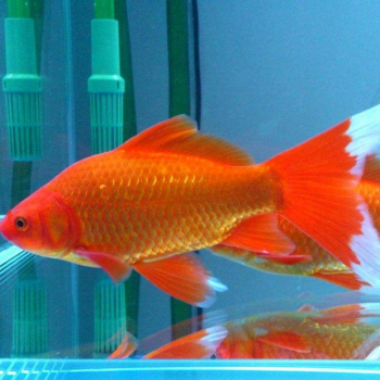 店铺草金鱼活体锦鲫锦鲤活鱼观赏鱼淡水鱼冷水鱼小型鱼苗红鲫鱼花草金