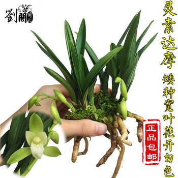 刘阁兰花苗矮种建兰青叶灵素达摩夏带花苞出售室内外花卉苗木草灵素达摩3苗连体 收藏送肥 图片价格品牌报价 京东