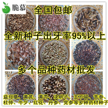 药材籽白芷桔梗板蓝根丹参决明子党参柴胡防风辣木种孑苗盆栽种子桔梗一斤 图片价格品牌报价 京东