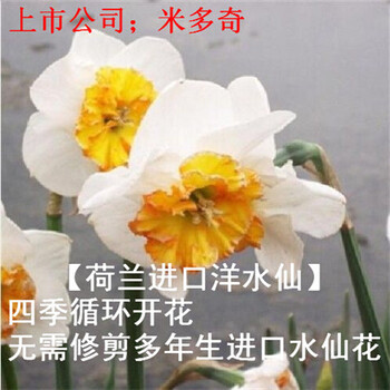春枝韵水仙花种球水培水养植物盆栽植物百合进口风信子种球水仙花卉种子荷兰船长 45天开花 18 19cm 中球 图片价格品牌报价 京东 春枝韵水仙花种球水培水养植物盆栽植物百合进口风信子种球水仙花卉种子荷兰船长 45天开花 18 19cm 中球 图片价格品牌报价 京东