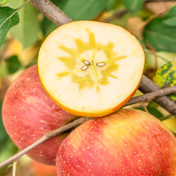 甜缤纷新疆阿克苏冰糖心苹果红富士丑苹果 新鲜时令水果礼盒 带箱10斤装单果75-85mm