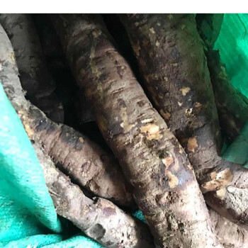 新鲜猫尾木根 中草药猫尾薯 猫尾树根部 500克 1000克