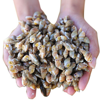 【顺丰】海瓜子 鲜活新鲜海补海螺丝 大海锥 青岛贝类海鲜水产 小海螺