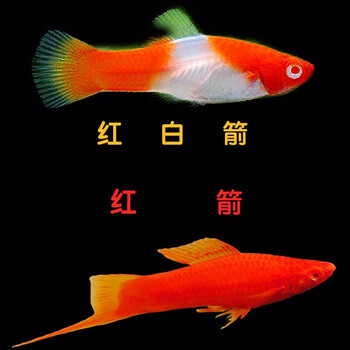 红箭鱼观赏鱼红白箭鱼发财鱼胎生鱼热带鱼直接生小鱼好养 红箭鱼10条