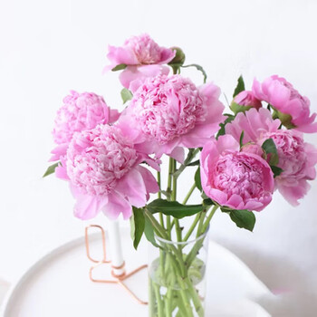 云南昆明鲜花基地直发:洋牡丹  家庭办公室 插花 重瓣芍药蓝富士 1束8