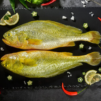 有机黄花鱼东海霞浦捕捞 冰鲜大黄鱼海捕水产鱼类 国产海鲜 烧烤食材