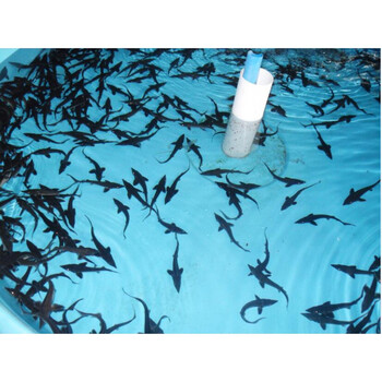 鲟鱼活体精选食用鱼苗鲜活淡水鱼冷水鱼塘水库鱼塘养殖精选鲟鱼苗13到