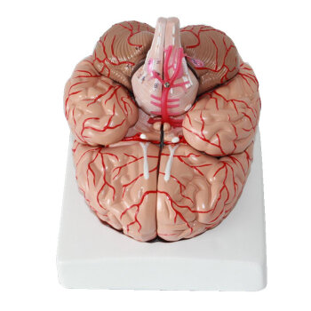 海医HeyModel人体大脑解剖模型脑动脉分布模型心脑血管基底动脉神经科老年病中医养生讲解道具