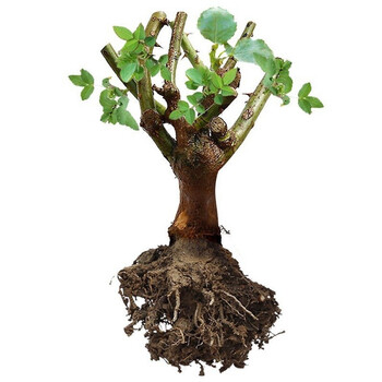 美丽舒适的家装饰|花卉商品价格走势与销量趋势分析