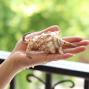 天然海螺贝壳六角螺超大鱼缸珊瑚造景水族箱家居地台装饰摆件六角螺