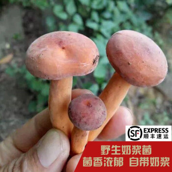 食艺鲜野生新鲜奶浆菌奶汁菇 云南野生菌蘑菇特产 500克（空运）