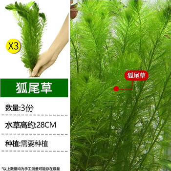CRAZY PLANT水草套餐活体鱼缸造景摆件蜈蚣草装饰阴性水榕莫斯懒人真水草植物 狐尾草-发三颗