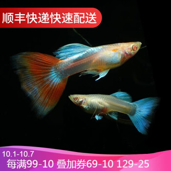 孔雀鱼活体|价格趋势和优惠服务详解