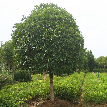 原生苗庭院盆栽地栽金桂别墅大桂花树丹桂室内外花卉植物耐寒当年开花