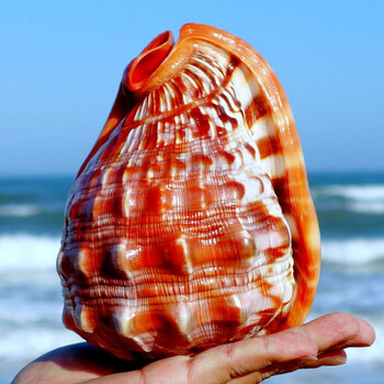 摆件海螺号角海螺贝壳四大名螺万宝螺超大工艺品摆件鱼缸造景标本收藏