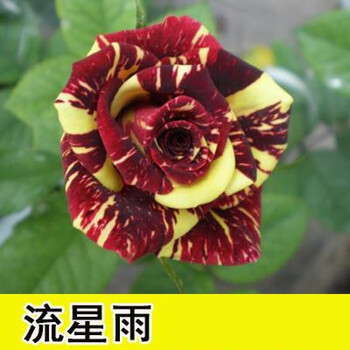 玫瑰花树苗红玫瑰大花蓝色妖姬花卉树苗盆栽牡丹百合蔷薇月季花苗t3 流星雨 10年大苗 不含盆 图片价格品牌报价 京东