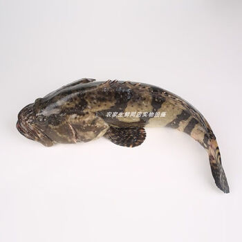 当天现杀海捕龙胆石斑鱼老虎斑青石斑鱼黄翅鱼东星斑黄翅鱼 黄翅鱼