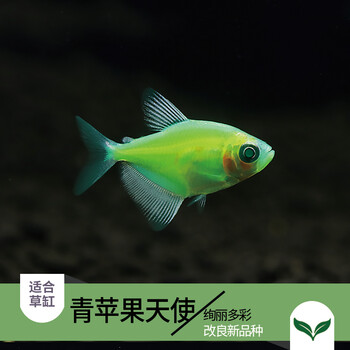 青青自然青苹果柠檬天使鱼米奇胎生鱼牡丹马克吐司小型鱼水草缸热带鱼观赏鱼淡水鱼活体宠物鱼1071 青苹果天使大号(4-5cm)【图片 价格 品牌 ...