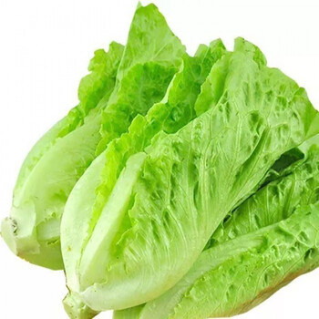 樱霞新鲜现摘意大利生菜蔬菜火锅烤肉榨汁轻食食材 5斤