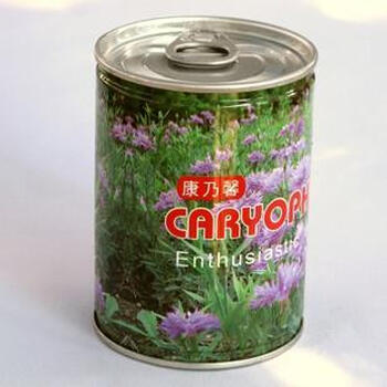 山头林村小花农罐头花创意迷你小盆栽植物易拉罐种子花卉儿童幼儿