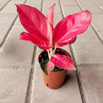 中国红盆栽如意皇后水土培室内办公客厅吸甲醛观叶彩叶植物易养护